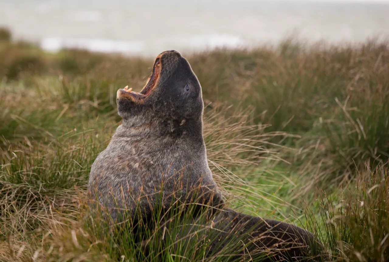 Waipapa Point - Southland, New Zealand - Credit Sam Deuchrass (11)