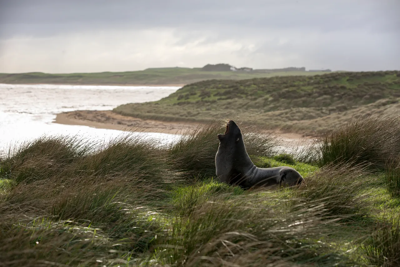 Waipapa Point - Southland, New Zealand - Credit Sam Deuchrass (12)