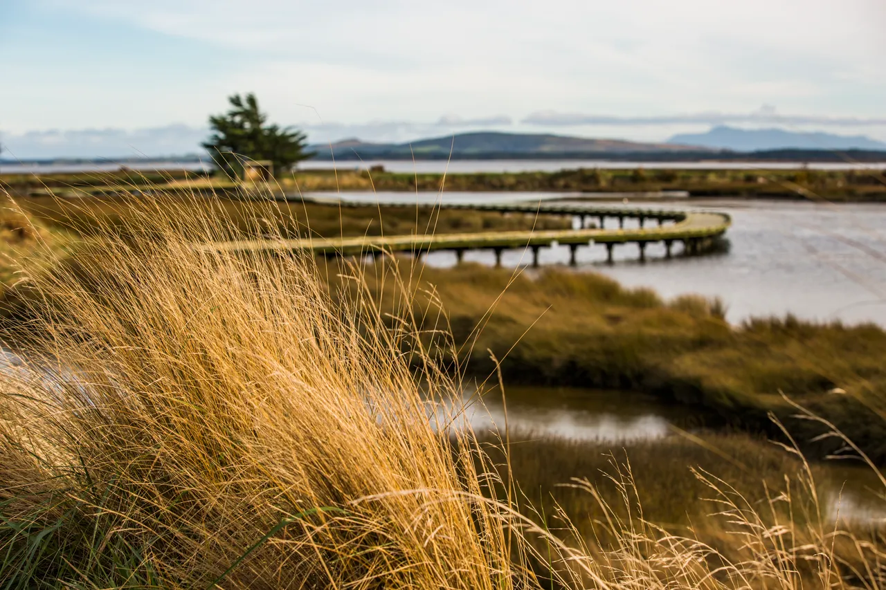 Estuary Walkway - Southland, New Zealand - Credit Sam Deuchrass (2)