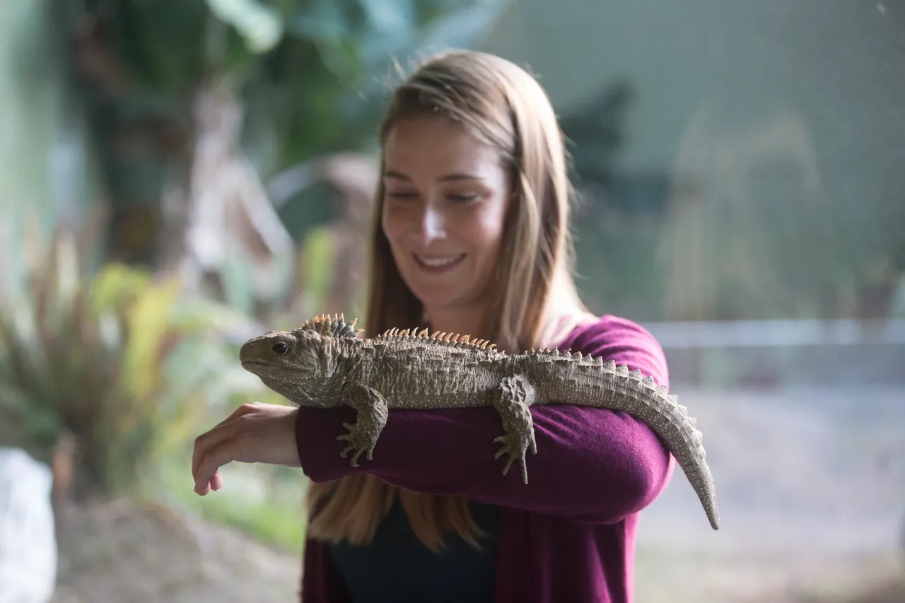 Henry The Tuatara - Southland, New Zealand - Credit Sam Deuchrass (2)