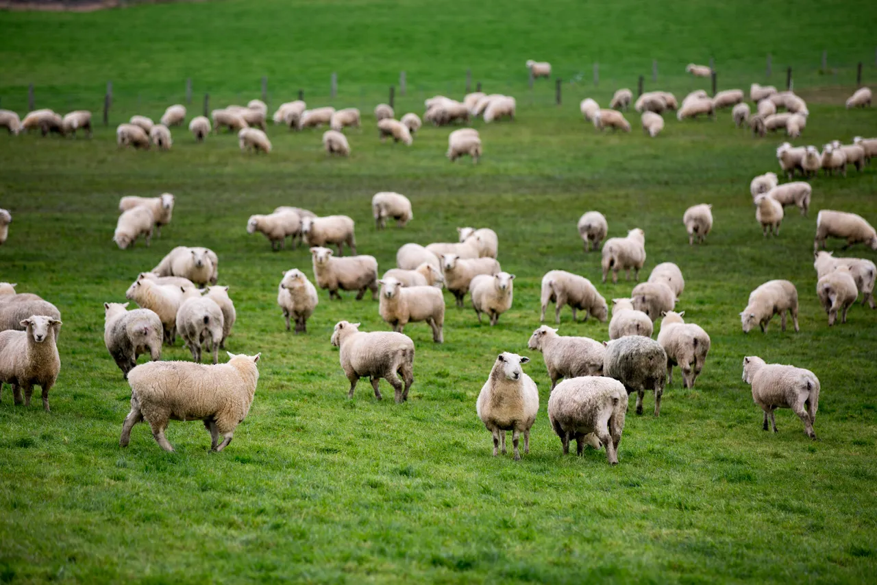 Sheep - Southland, New Zealand - Credit Sam Deuchrass