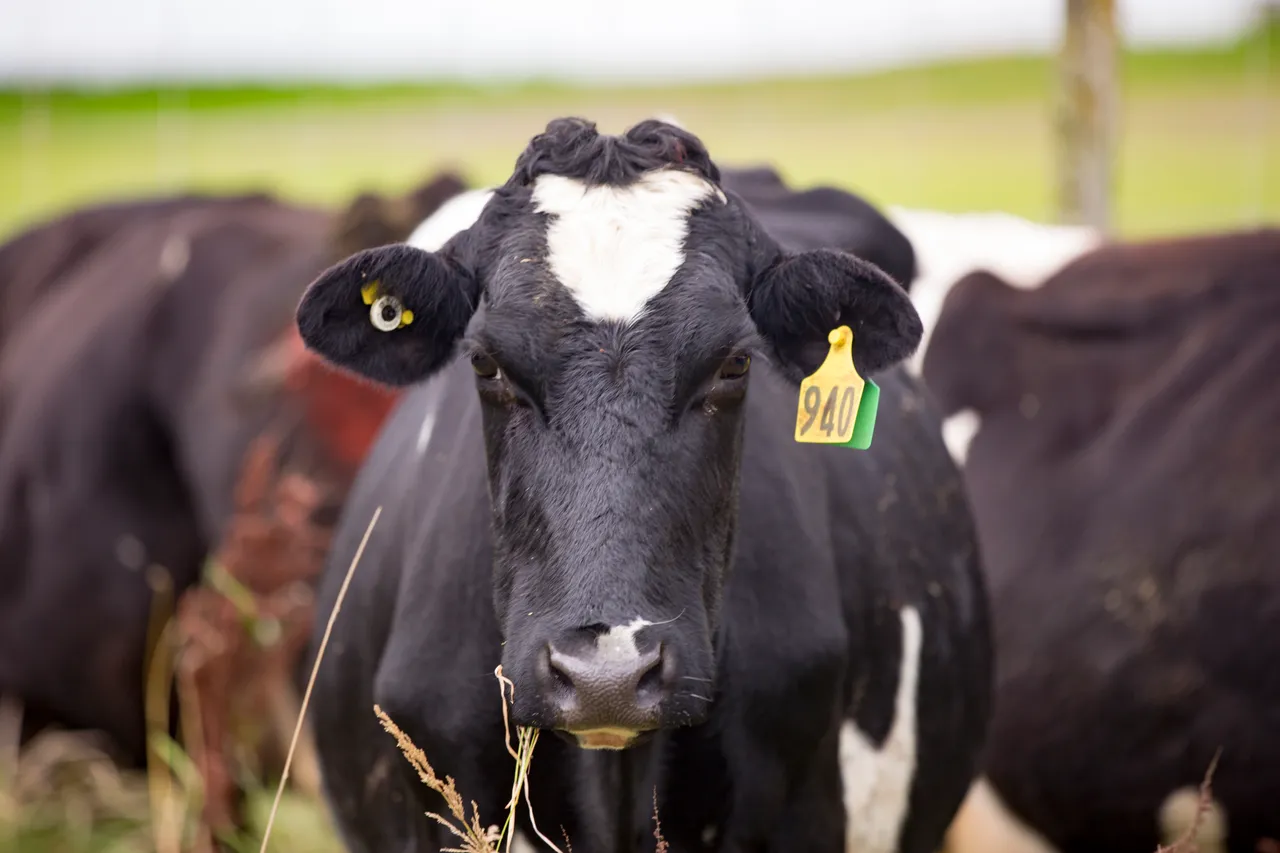 Cow - Southland, New Zealand - Credit Sam Deuchrass