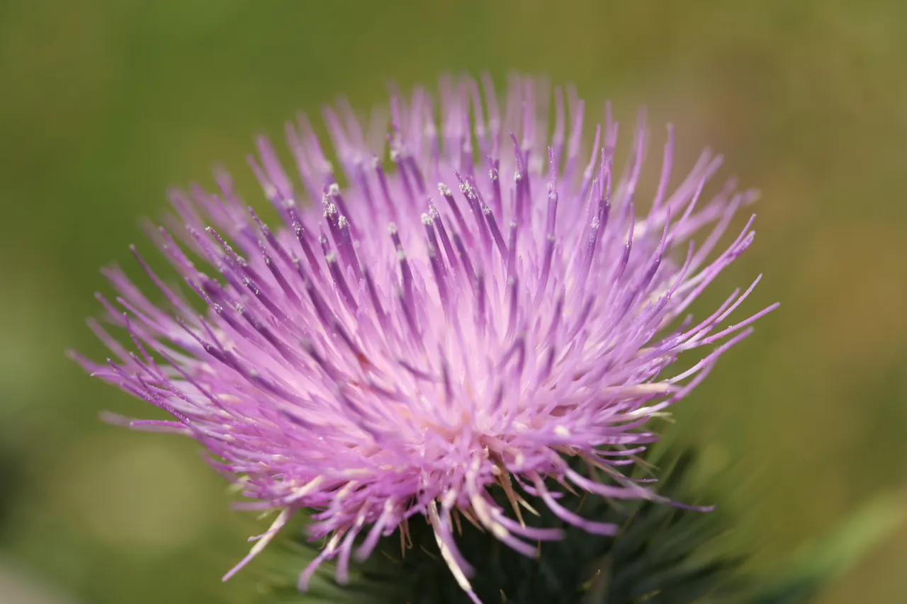 Scotch Thistle - Southland, New Zealand - Credit Gayle Hogue