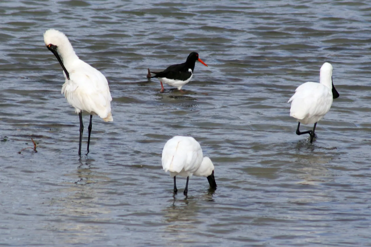 Riverton Estuary - Southland, New Zealand - Credit Gayle Hogue