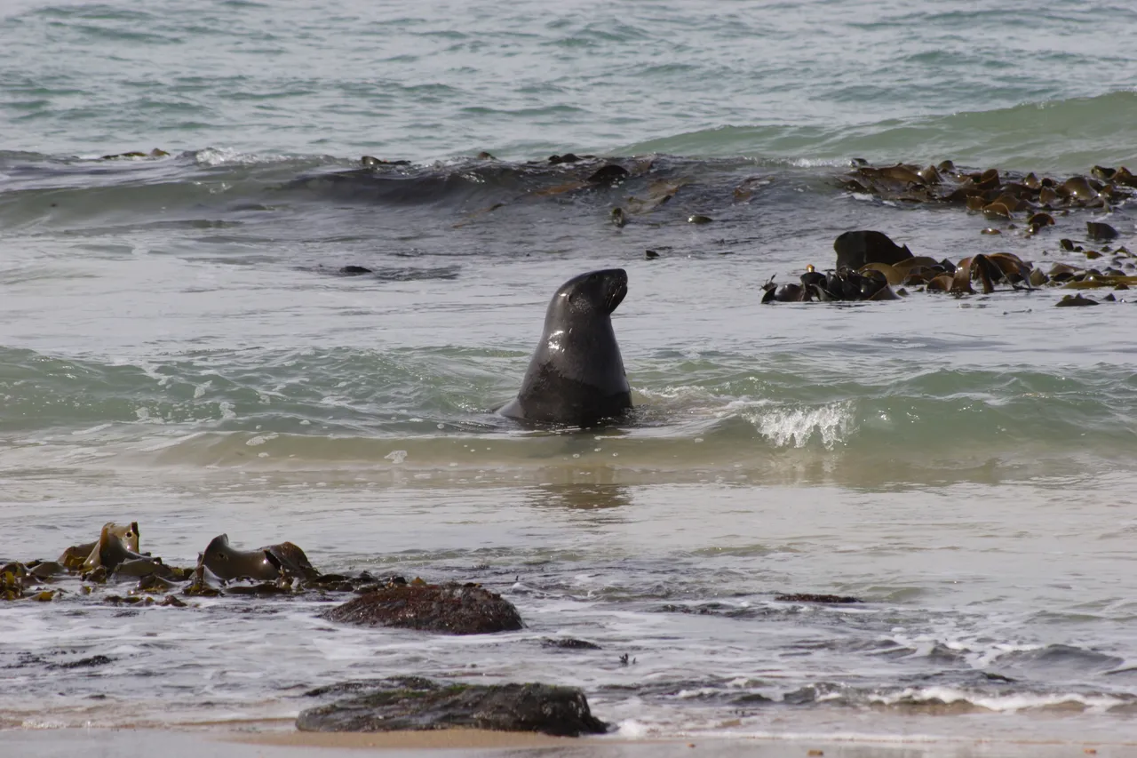 Waipapa Point - Southland, New Zealand - Credit Gayle Hogue (9)