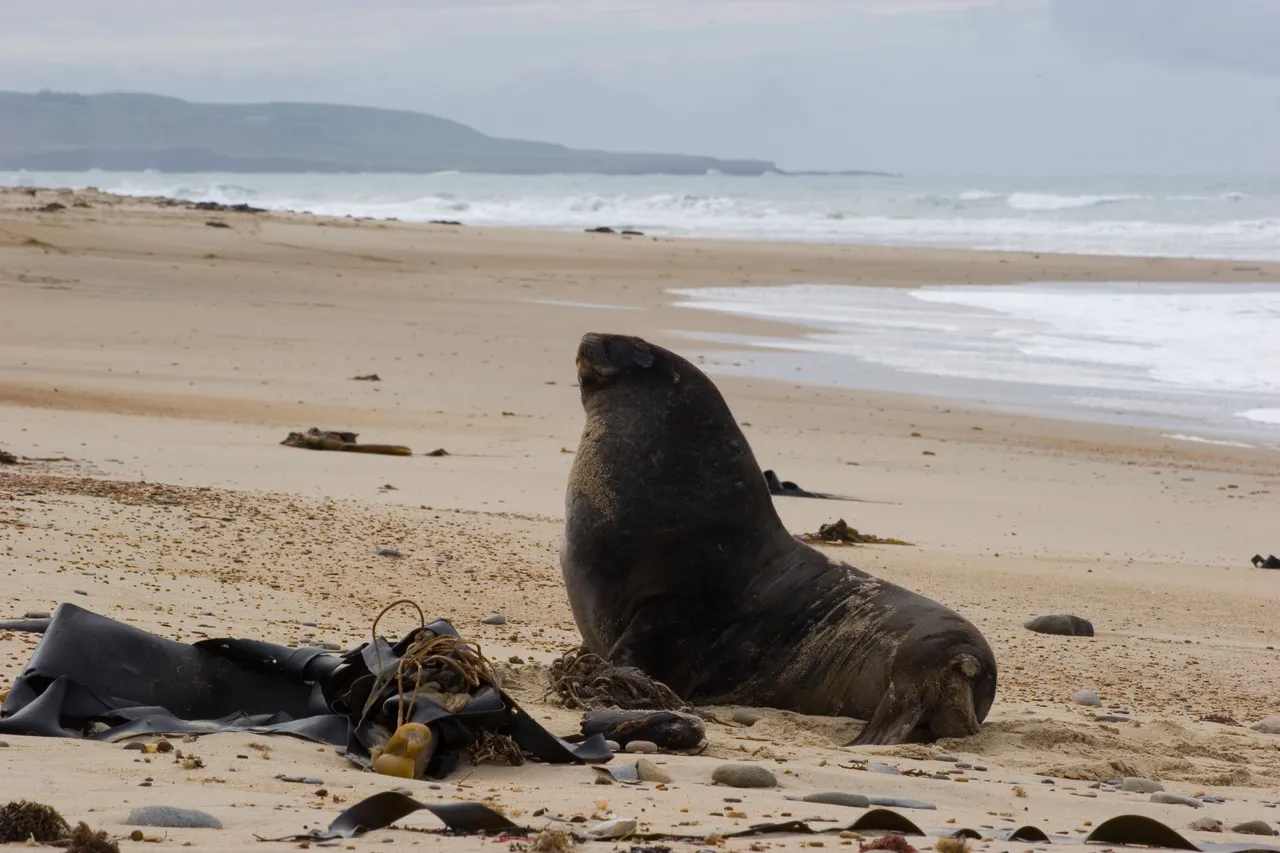 Waipapa Point - Southland, New Zealand - Credit Gayle Hogue (7)