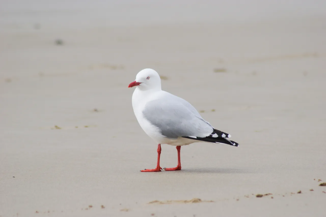 Porpoise Bay - Southland, New Zealand - Credit Gayle Hogue (5)