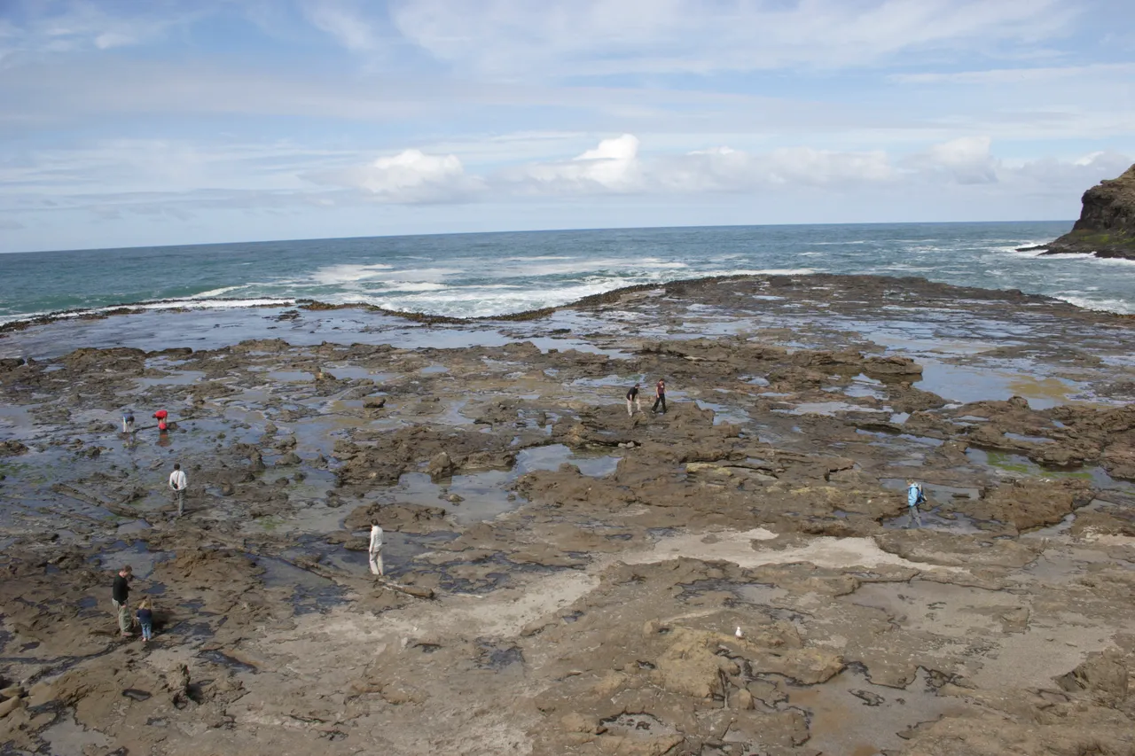 Curio Bay - Southland, New Zealand - Credit Gayle Hogue (13)