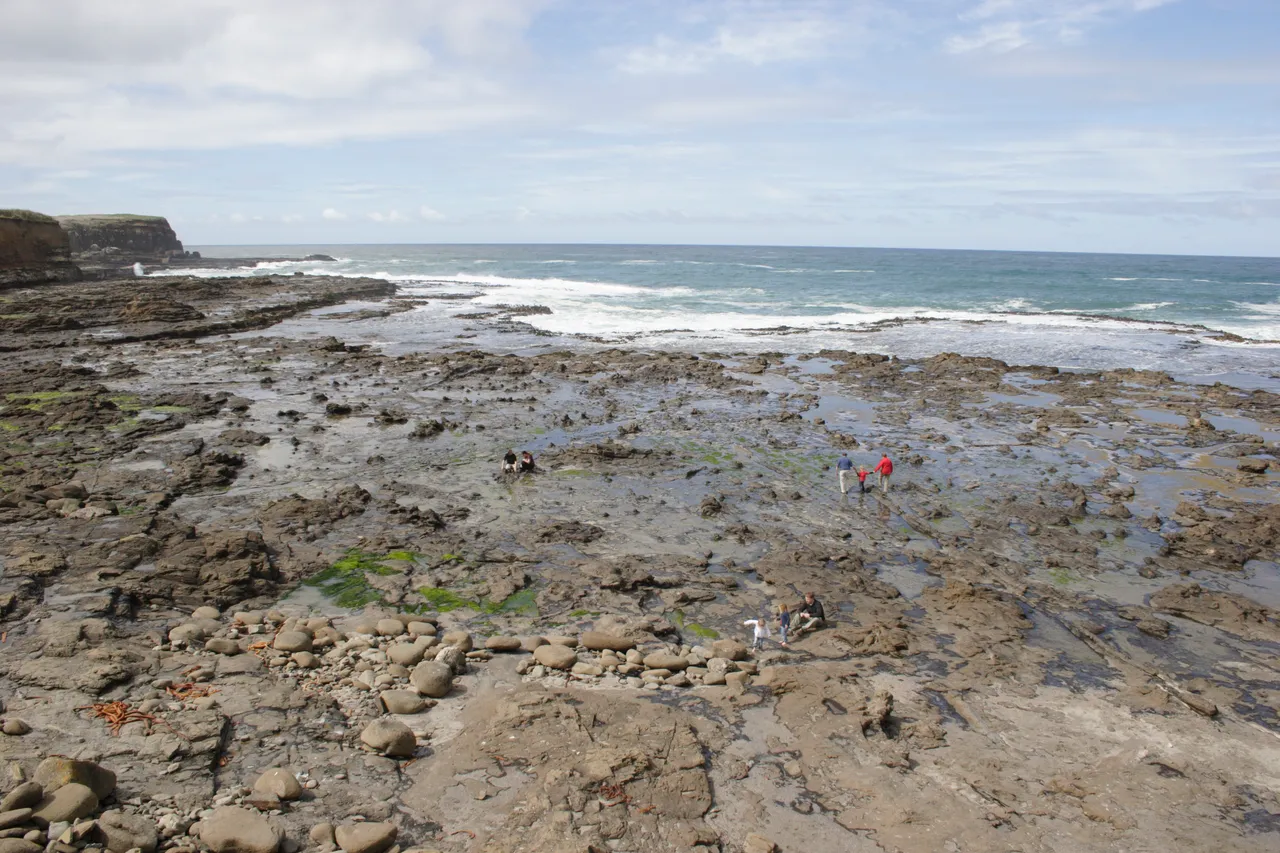 Curio Bay - Southland, New Zealand - Credit Gayle Hogue (10)