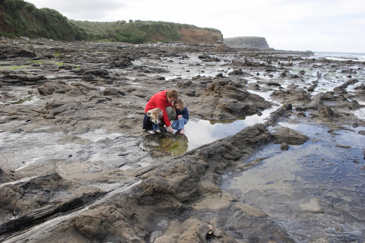 Curio Bay - Southland, New Zealand - Credit Gayle Hogue (2)