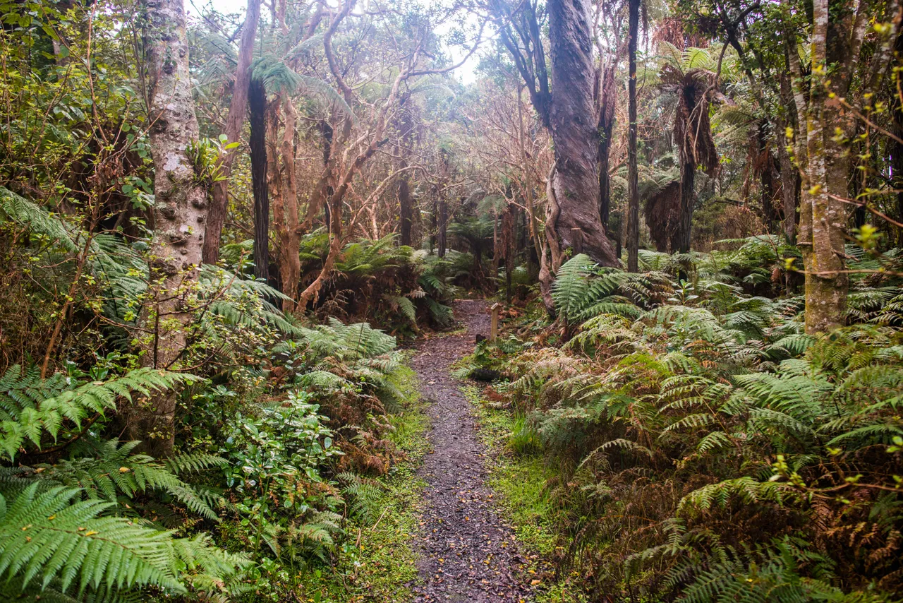 Curio Bay - Southland, New Zealand - Credit Sam Deuchrass (1)
