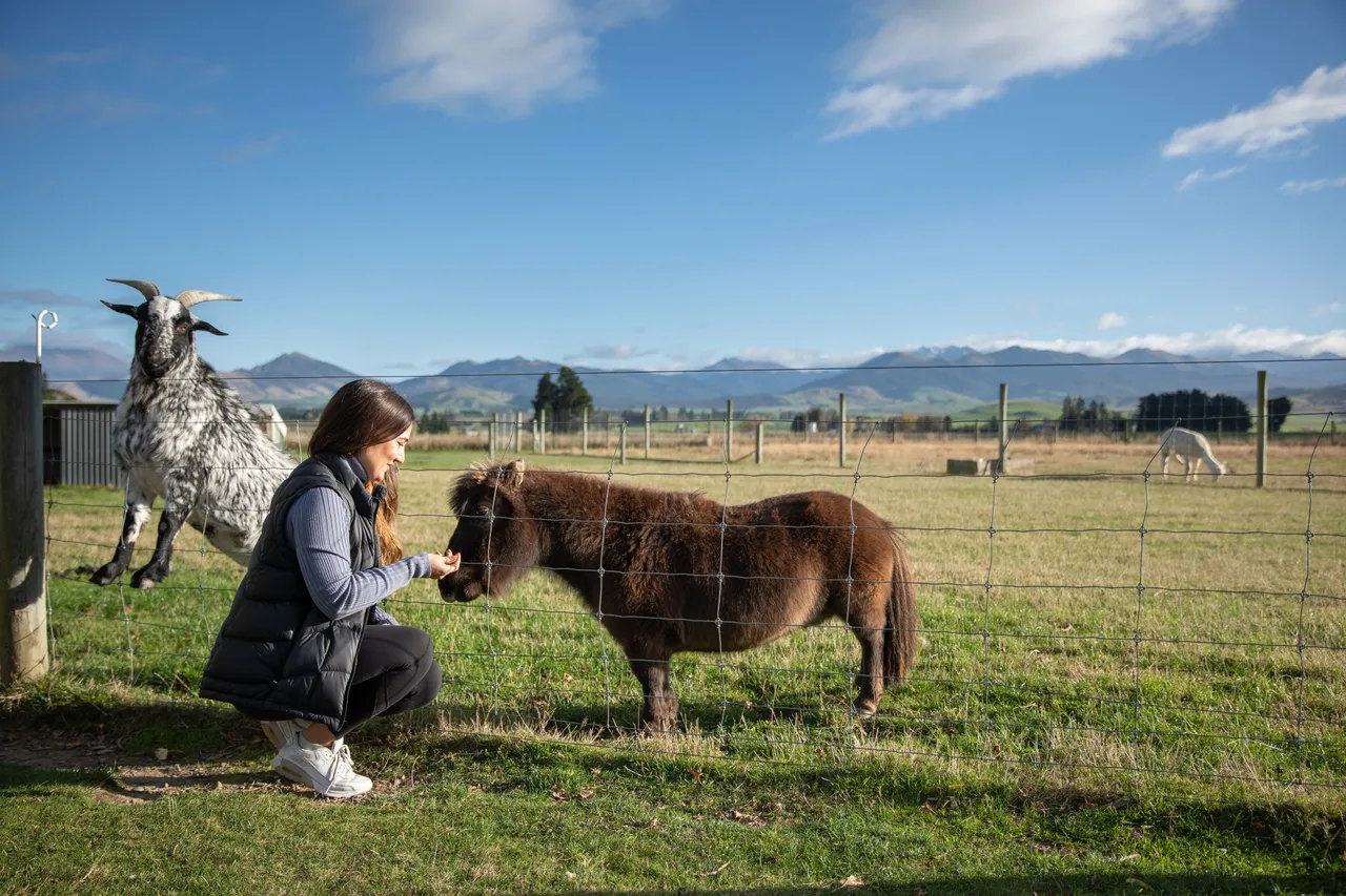 Farm Animals - Southland, New Zealand - Credit Air New Zealand (3)