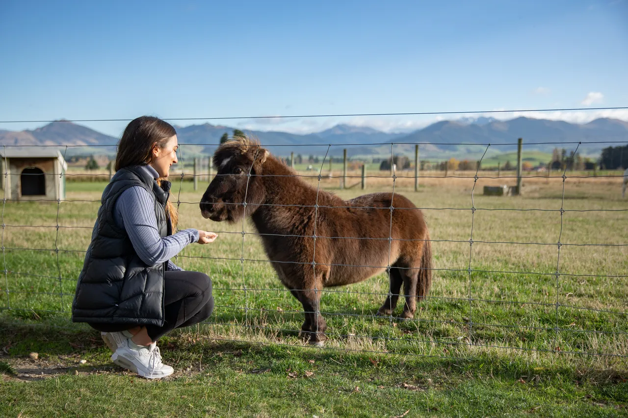 Farm Animals - Southland, New Zealand - Credit Air New Zealand (4)