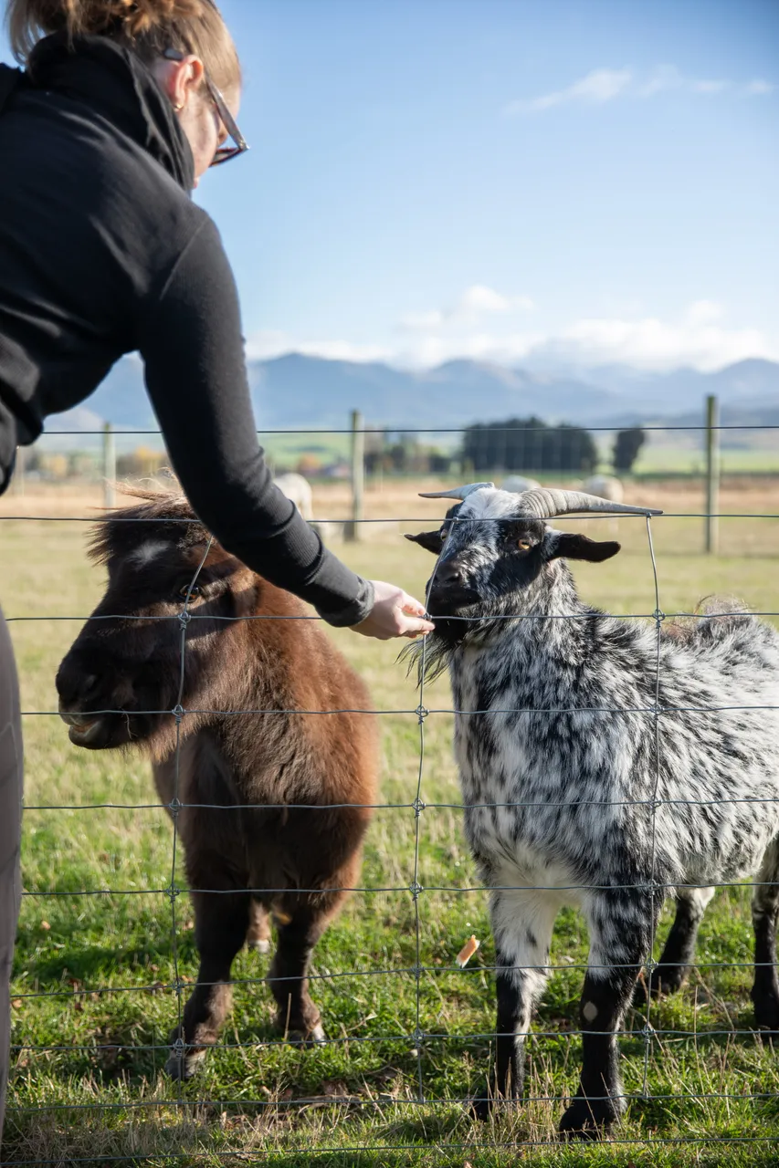 Farm Animals - Southland, New Zealand - Credit Air New Zealand (1)