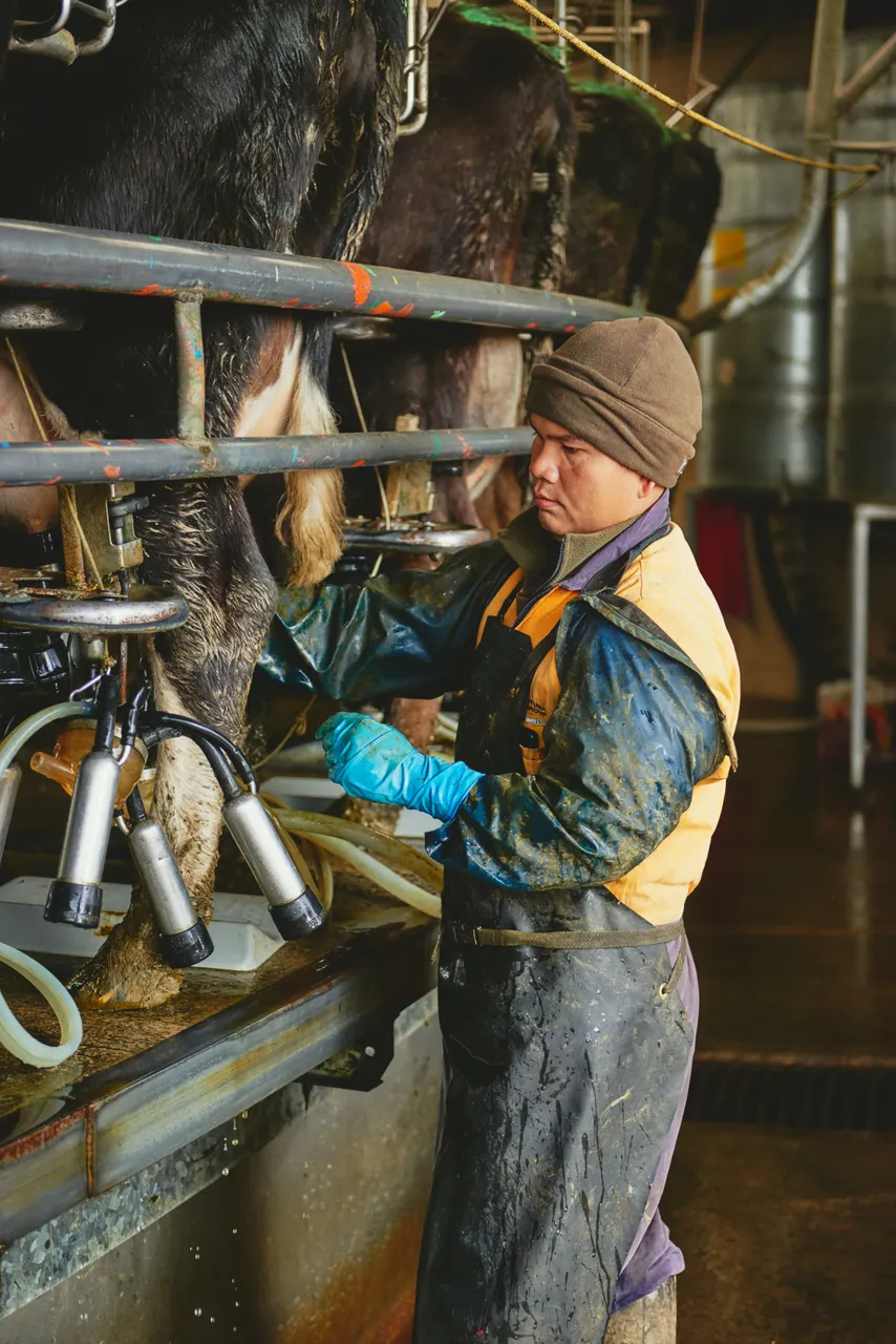 Dairy Farm - Southland, New Zealand - Credit Sebastian Katzlese (10)