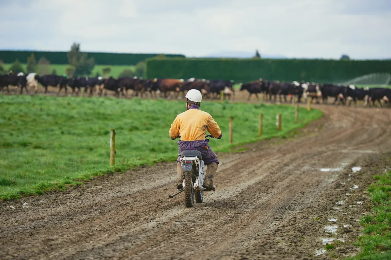 Dairy Farm - Southland, New Zealand - Credit Sebastian Katzlese (5)