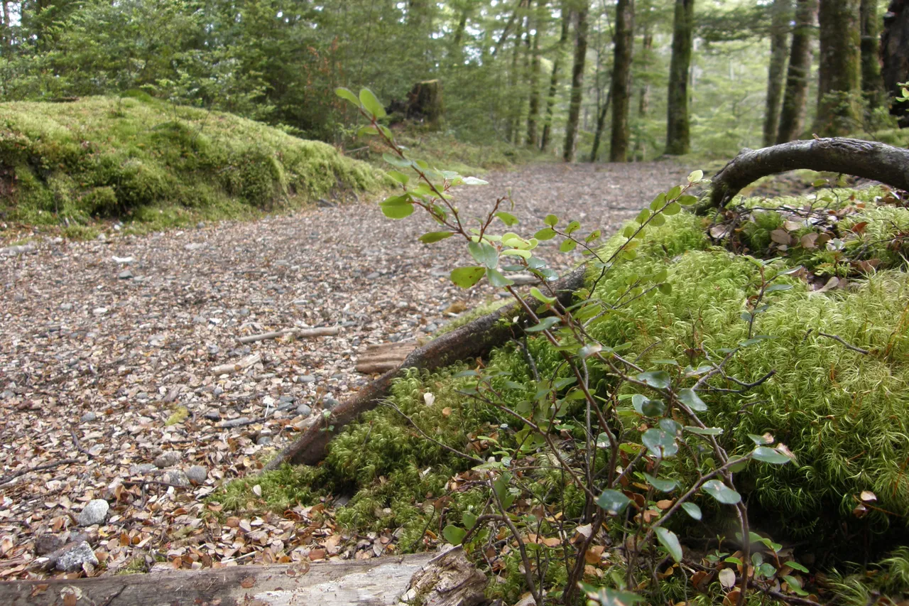 Borland Nature Walk - Southland, New Zealand - Credit Great South (8)