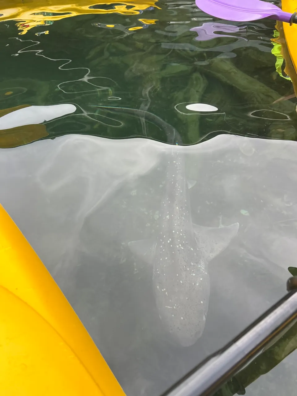 Rosco-s Milford Kayaks, Fiordland - Southland, New Zealand - Credit Great South (4)