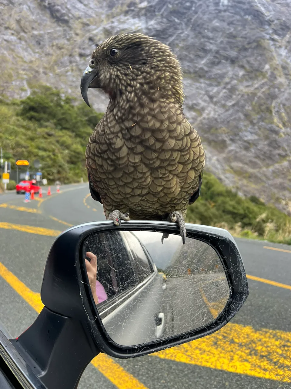 Milford Road, Fiordland - Southland, New Zealand - Credit Great South (1)