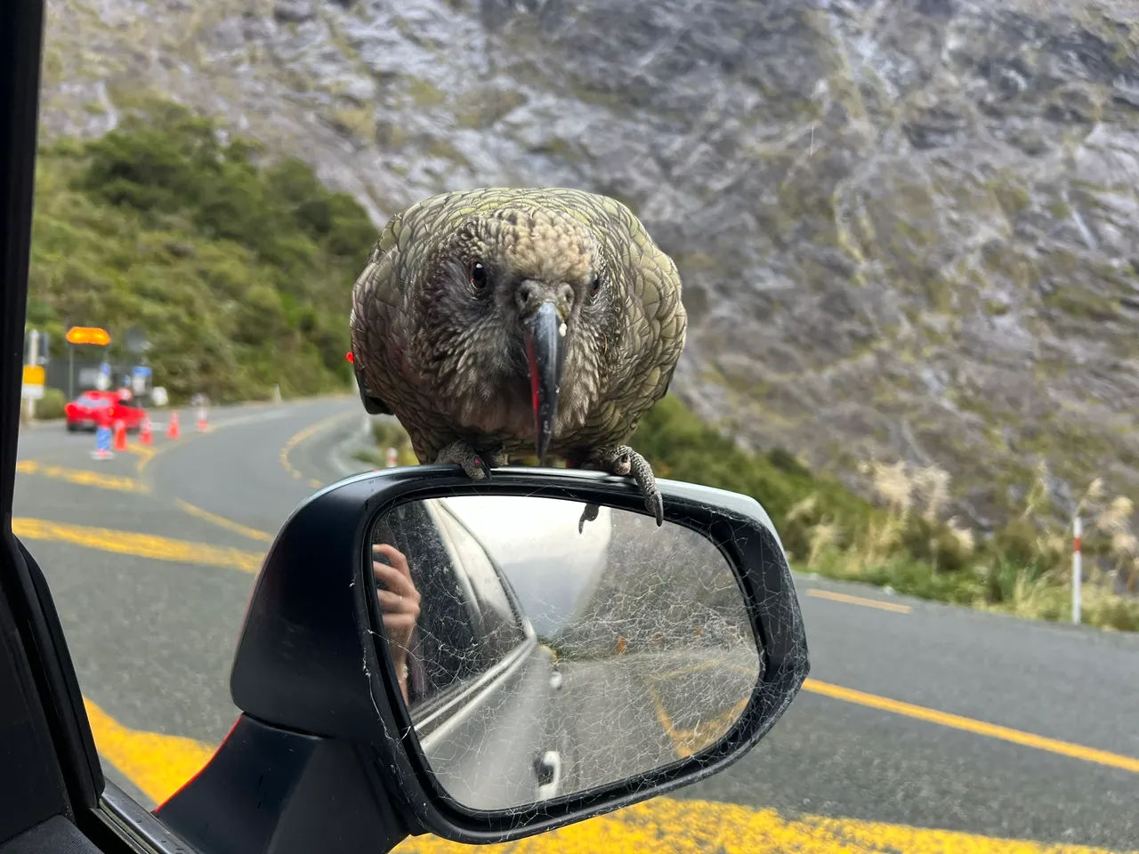 Milford Road, Fiordland - Southland, New Zealand - Credit Great South (3)