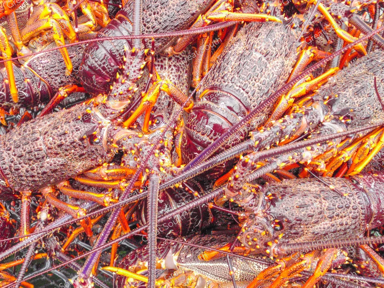 Crayfish - Southland, New Zealand - Credit Tammi Topi - South DroneNZ