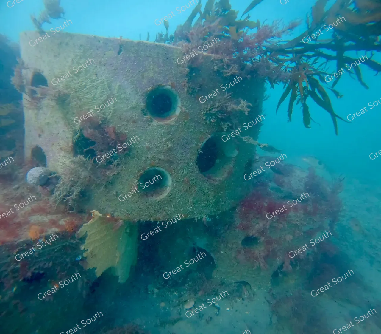 Sea Nest - Southland, New Zealand - Cedit Sea Nest (2) 