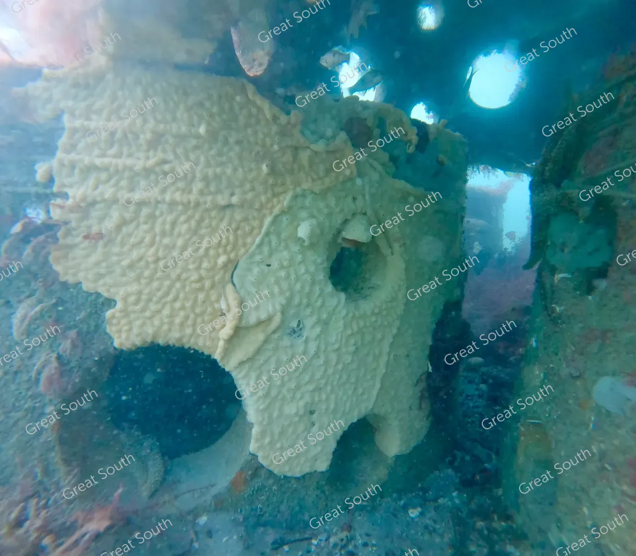 Sea Nest - Southland, New Zealand - Cedit Sea Nest (3) 