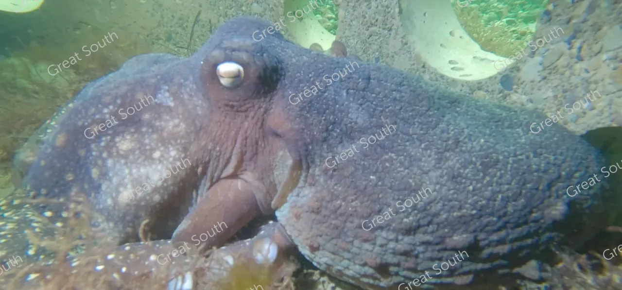 Sea Nest - Southland, New Zealand - Cedit Sea Nest  (9) 