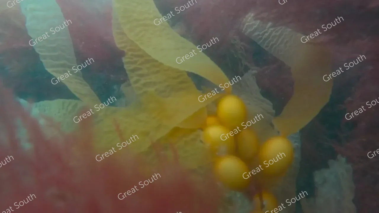 Sea Nest - Southland, New Zealand - Cedit Sea Nest (10) 