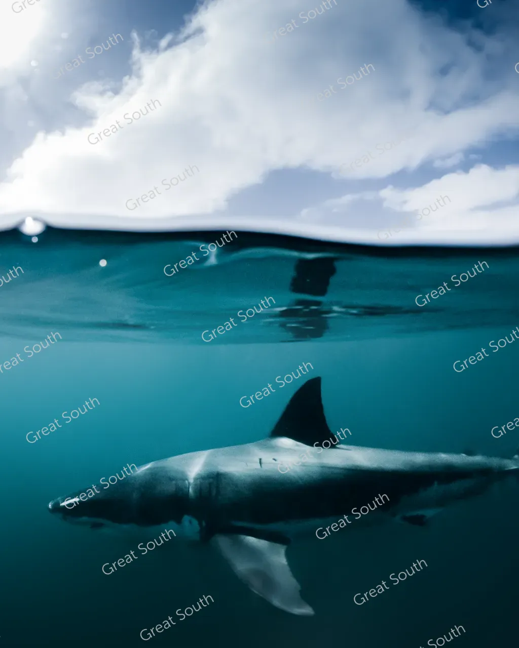NZ Shark-0201308 Photo Credit Mike Coots (1)