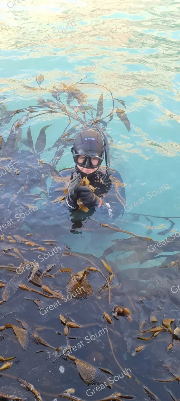Kelp Blue Aotearoa Sourcing Fertile Kelp - Akaroa, New Zealand - Credit Kelp Blue