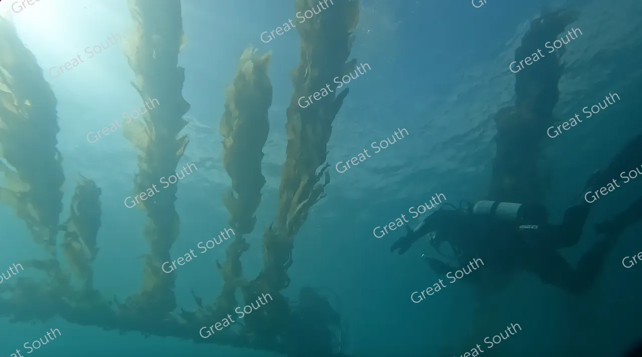 Kelp Blue Aotearoa Farm - Akaroa, New Zealand - Credit Kelp Blue  (1)