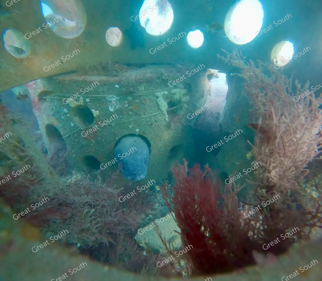 Sea Nest - Southland, New Zealand - Cedit Sea Nest  (1) 