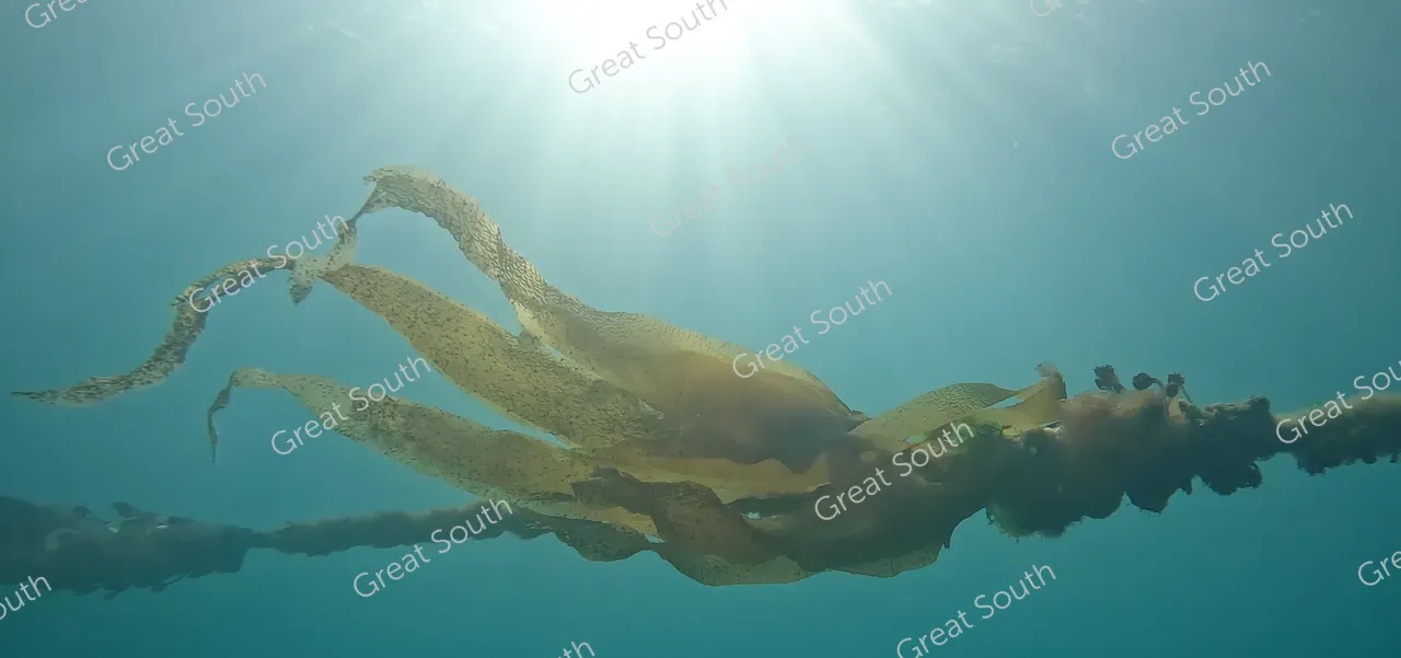 Kelp Blue Aotearoa Farm - Akaroa, New Zealand - Credit Kelp Blue (2)