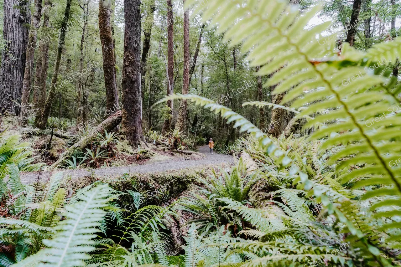 Kepler Track Day Walks - Credit Fiordland Outdoors (32)