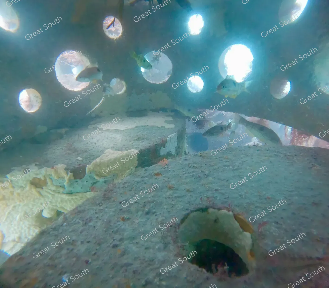 Sea Nest - Southland, New Zealand - Cedit Sea Nest (4) 