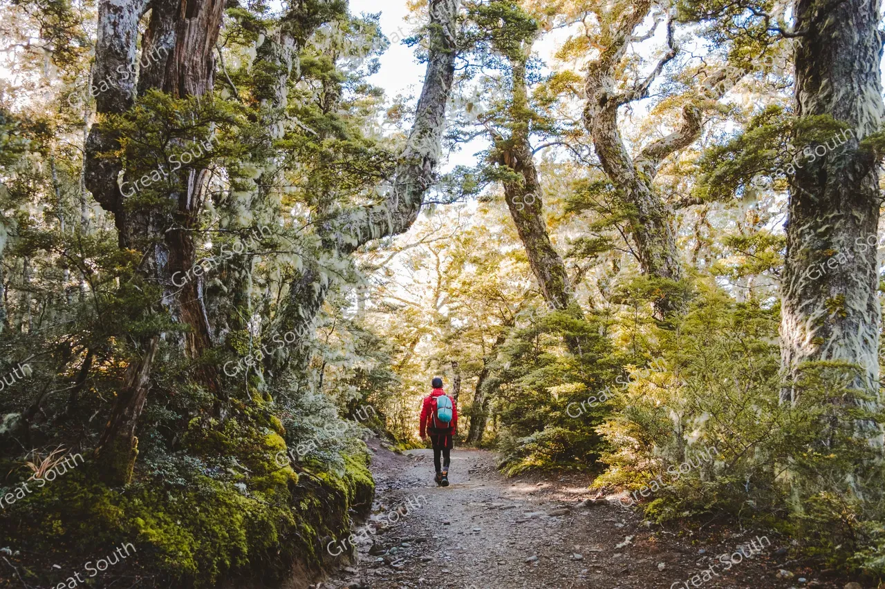 Kepler Track Day Walks - Credit Fiordland Outdoors (21)