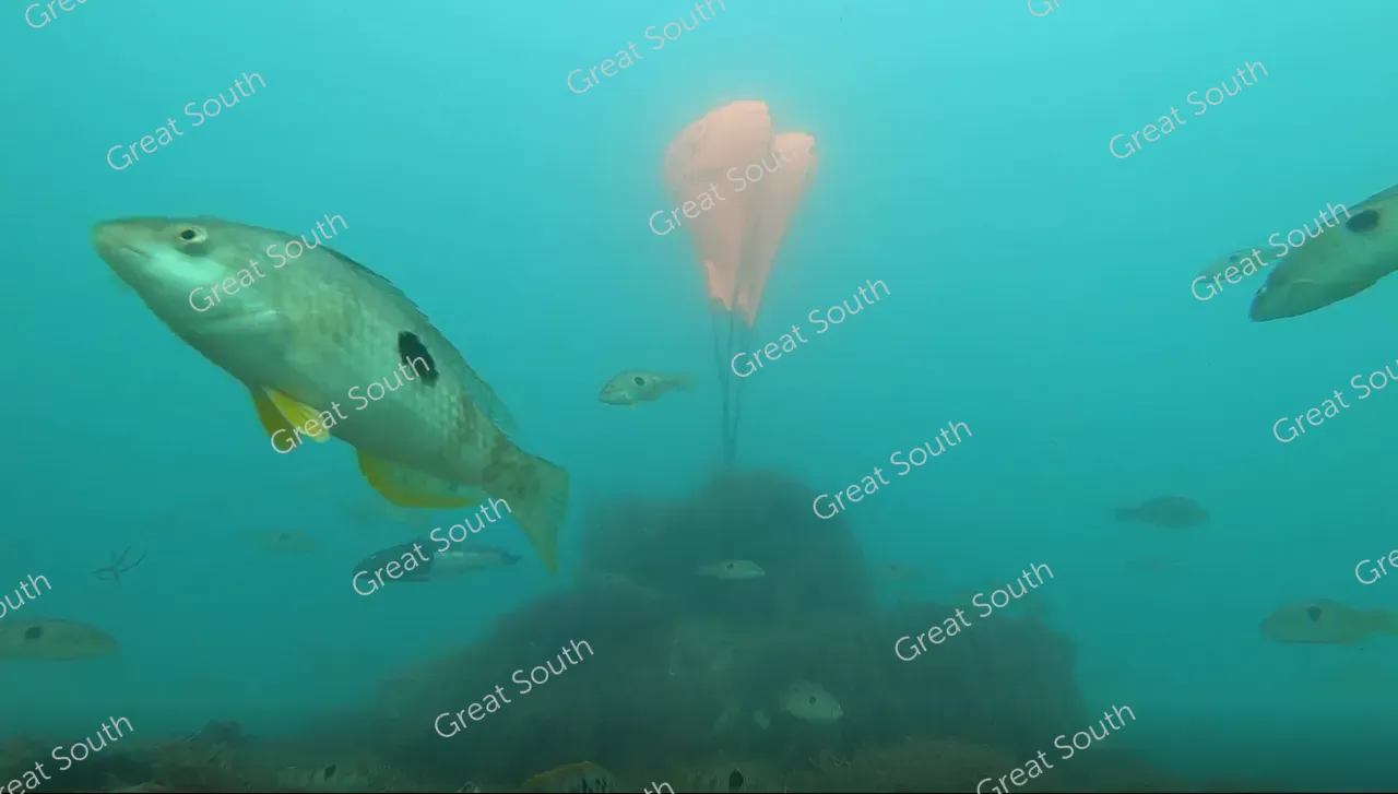 Sea Nest - Southland, New Zealand - Cedit Sea Nest (7) 