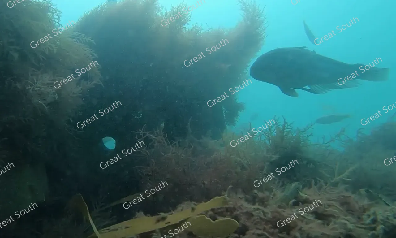 Sea Nest - Southland, New Zealand - Cedit Sea Nest  (5) 