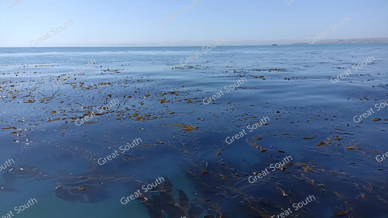 Kelp Blue - Namibia - Credit Kelp Blue