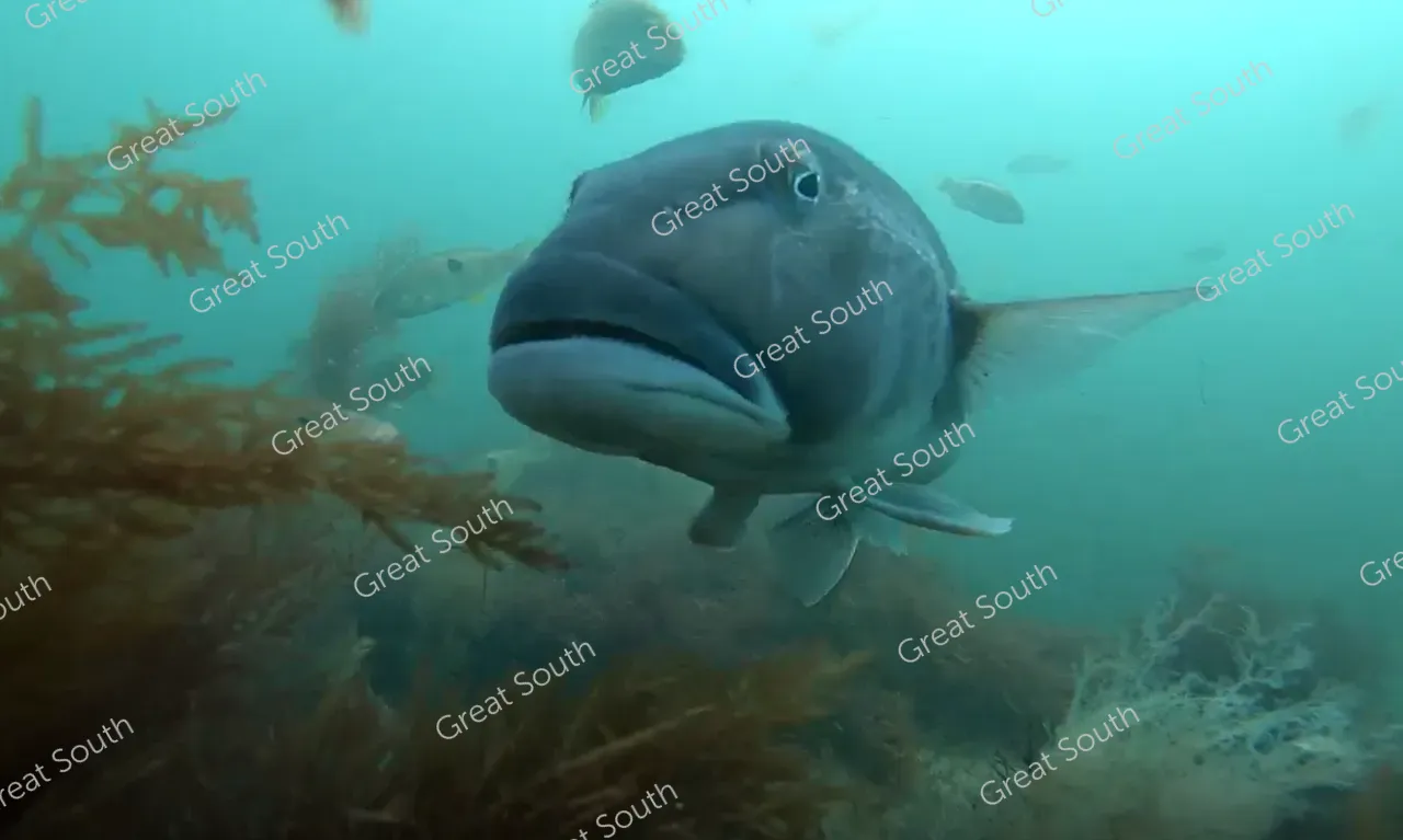 Sea Nest - Southland, New Zealand - Cedit Sea Nest (6) 