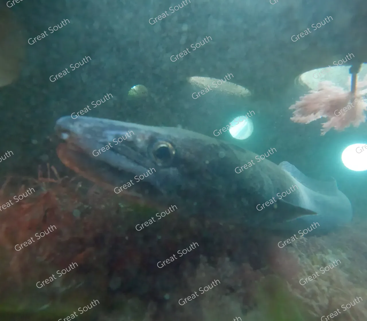 Sea Nest - Southland, New Zealand - Cedit Sea Nest (8) 