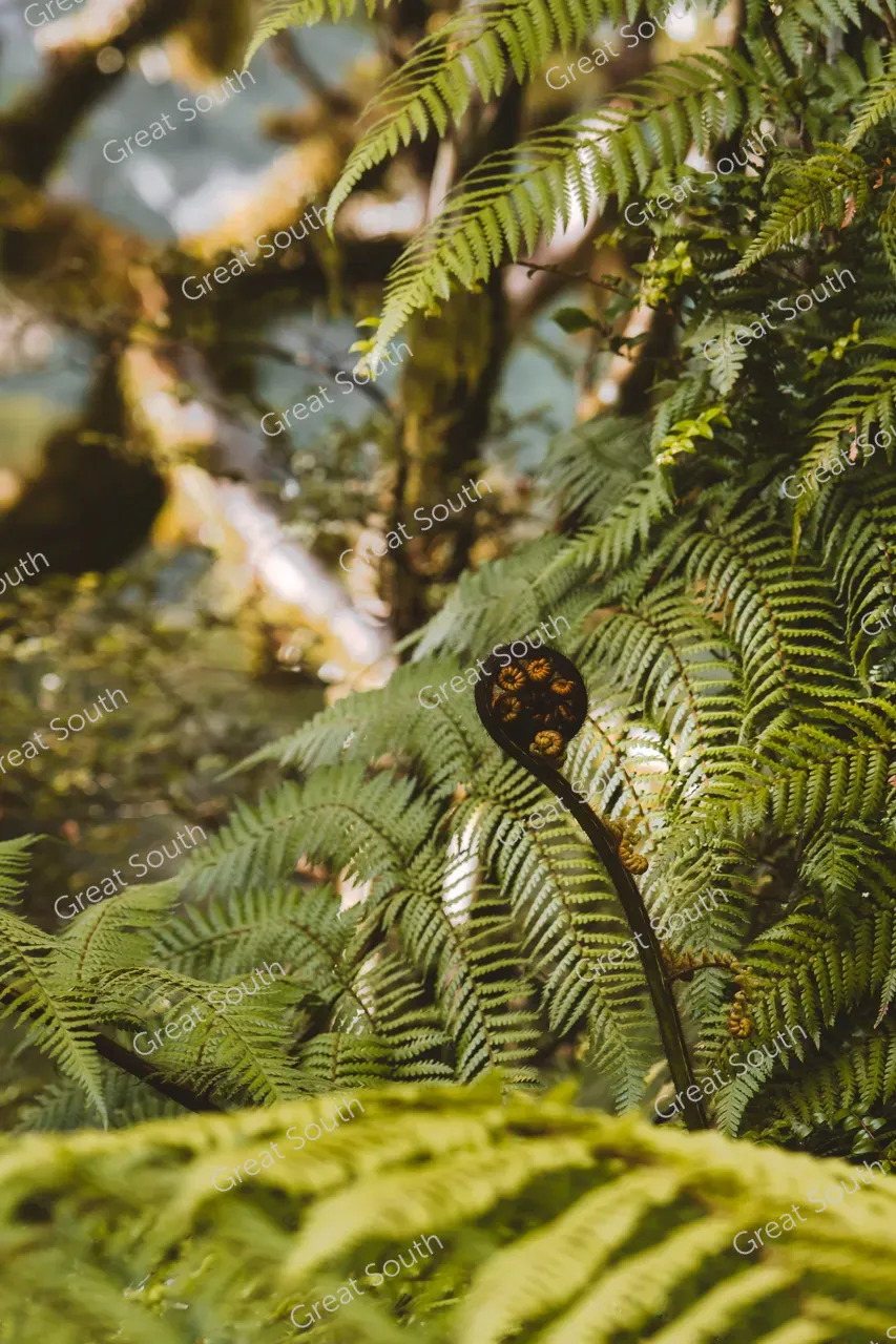 Milford Track Day Walk, Milford Sound - Credit Fiordland Outdoors (7)