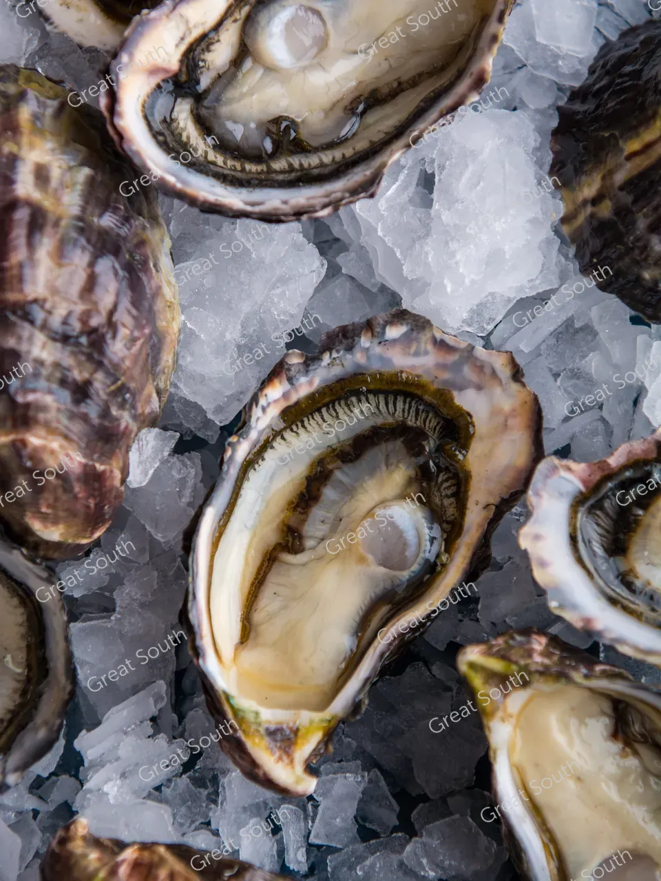 Aquaculture NZ - Southland, New Zealand - Credit Aquaculture New Zealand (1)