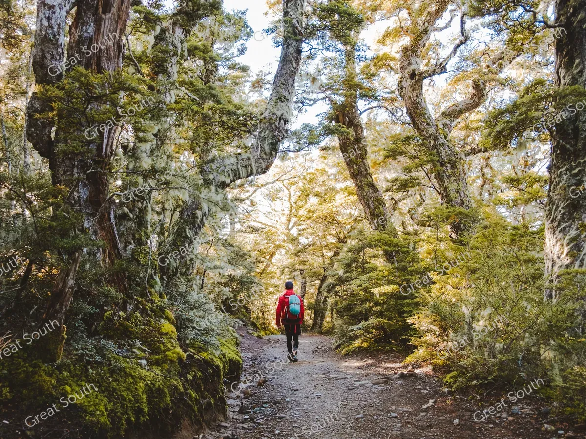 Kepler Track Day Walks - Credit Fiordland Outdoors (2)