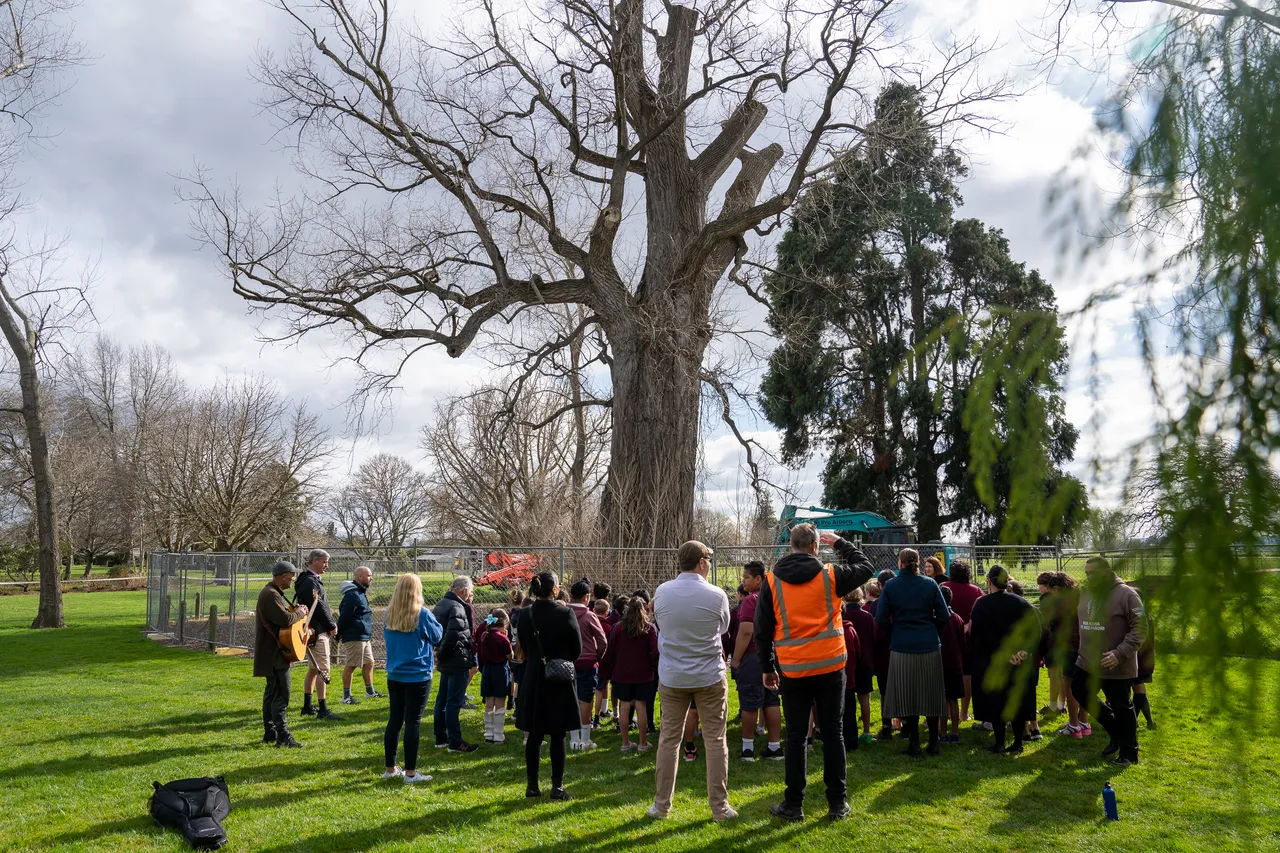 Hastings District Council Photo Library - Frimley Tree-5