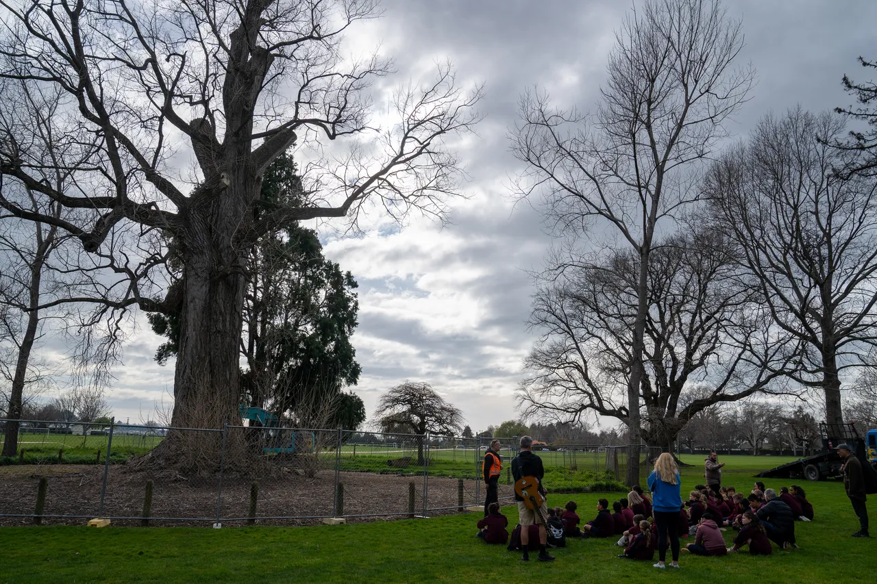 Hastings District Council Photo Library - Frimley Tree-7