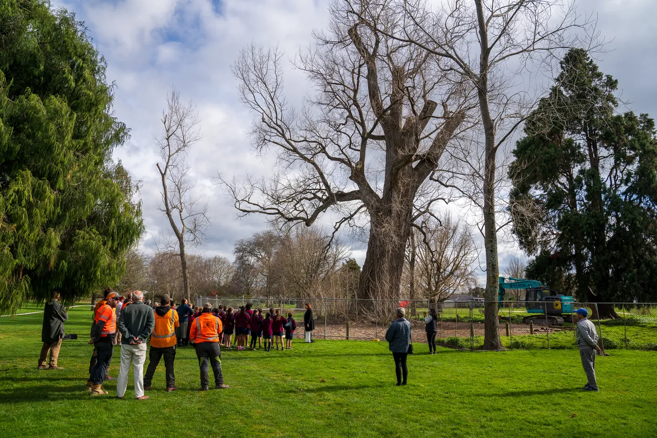 Hastings District Council Photo Library - Frimley Tree-1