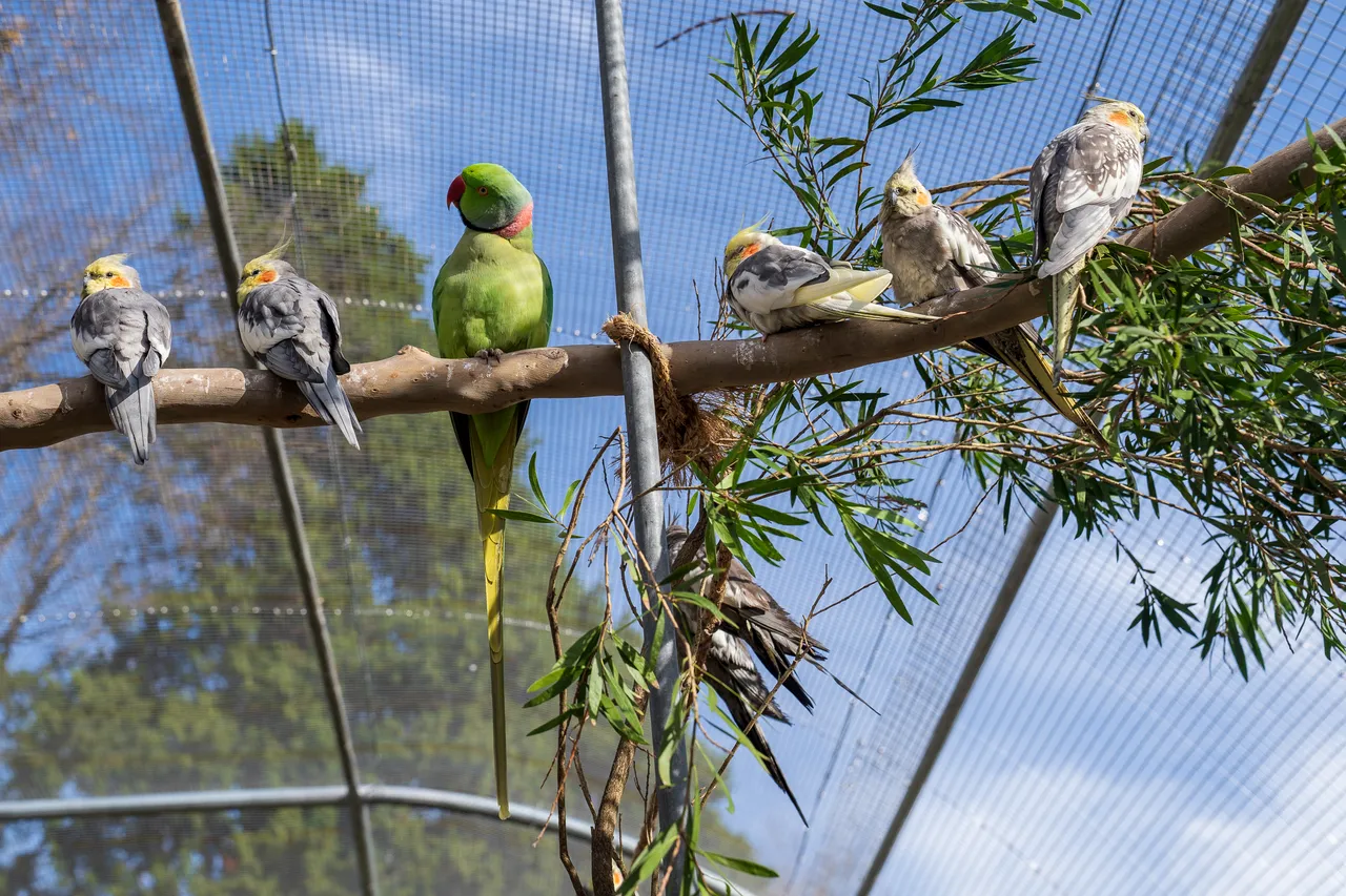 Cornwall Park aviary-08