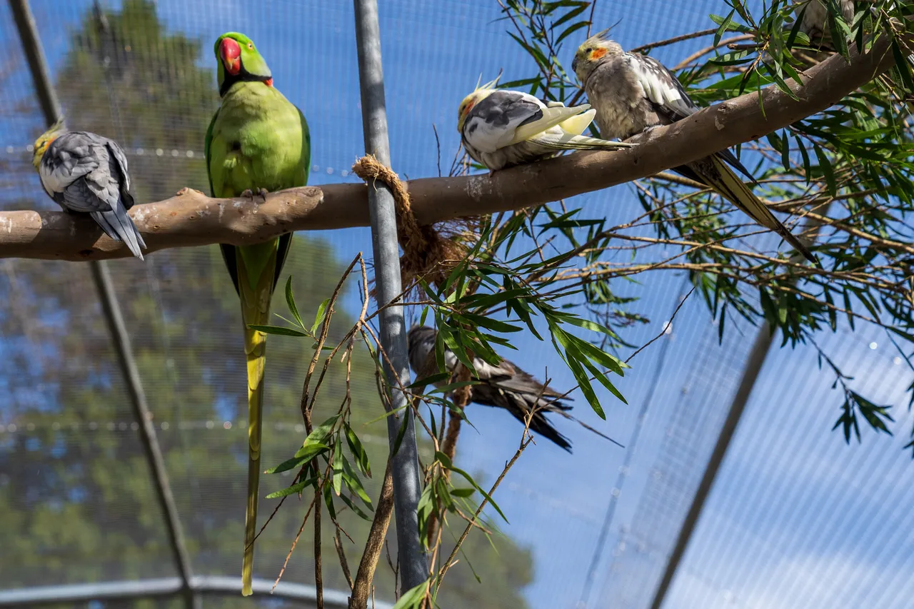Cornwall Park aviary-07